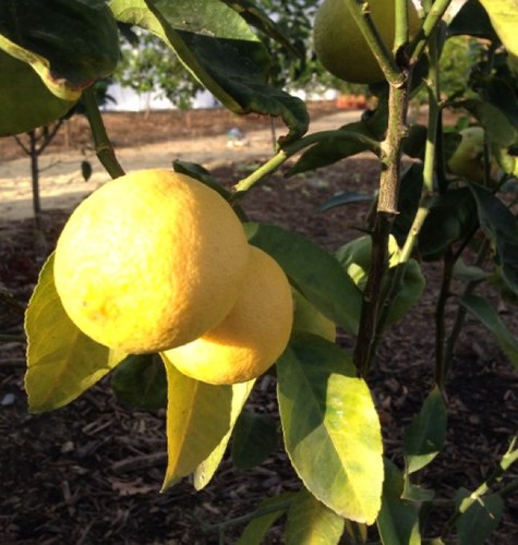 BPDSweetShiner's profile picture. 