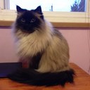 michelle farah - @mfarah3 - Twitter