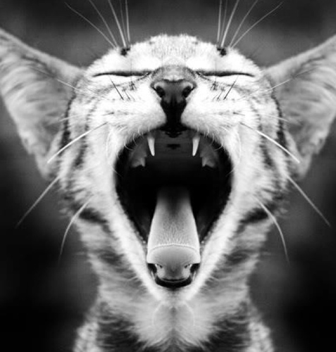 The great and powerful Kitteh!  I'm just a fucking Bitch... Beware of #AngryKitteh ...
Let the Inappropriateness begin!
