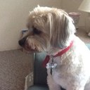 Liz bingham - @lizbingh1 - Twitter