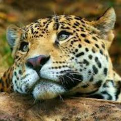 ConcienciaSalva's profile picture. 