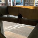 Josh Schuler - @bnscjosh12 - Twitter