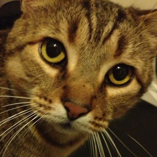 Im A kitty with a life