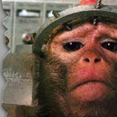 Campaign organisation against animal testing at newcastle university 
Feel free to tweet with us.