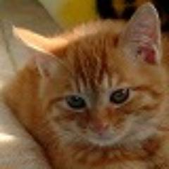 pontajya's profile picture. ブログ「パソコンを便利に！！」の更新情報などを中心に、つぶやいています。
画像の仔猫は、うちのぽん太です。