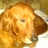 Normasommerfelt's profile image