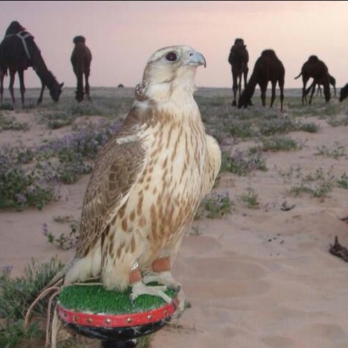 مسلم مقصر أرى الحياة كـ لوحه بديعه تسرق الأنظار راحتي ف الأماكن الهادئه رياضي أحب أمشي أمنيتي أن يجمعني ربي مع من أحب في جنانه يارب