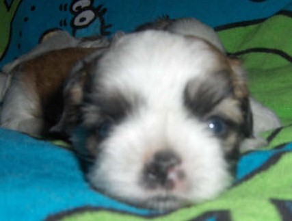 I'm a 9 week old Shih Tzu named Diva in TX. Follow me on my journey to my new home in CA!