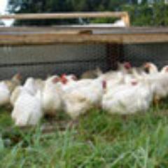 poultrytech's profile picture. 