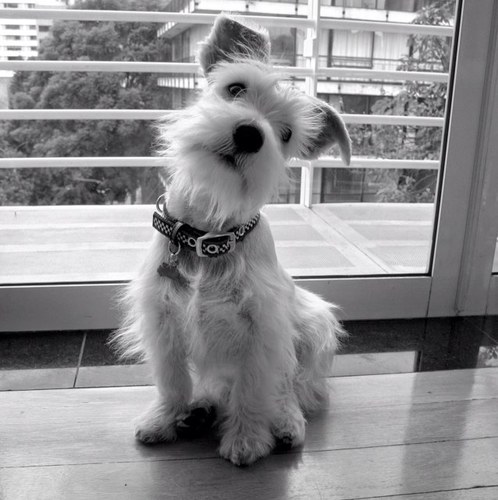 No soy artista pero firmo todos los árboles, si quieres una firma pon tu pie.

Instagram: coolpetsmx