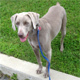 Positive Dog Training & Natural Care 4 yr Puppy Dog. We're designers, entrepreneurs & parents 2 a beautiful Weimaraner Halle and Chiweenie Charlie. We ♥ Dogs!