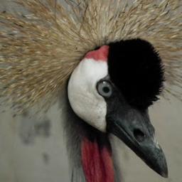 NERSociety's profile picture. NERS-Natural and Environmental Responsibility Society- Nursing the World