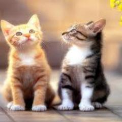 FrknCskn1's profile picture. 