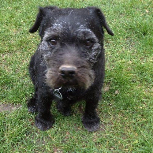 Huzzyrach's profile picture. 