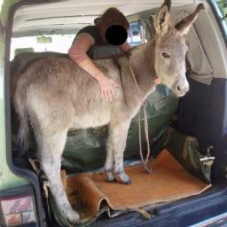 tzanktwang's profile picture. 