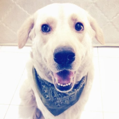please God, make me the man my dog thinks I am