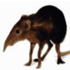 Hi, I'm the Tweet Shrew. I'm obsessed with Shrewsbury and its incredible music scene! My studies have revealed Shrewsbury is at the centre of the universe!