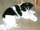 I have 6 dogs in my life. 2 are mine, and 4 are my granddogs that I babysit when my kids go out of town. We love all of them.