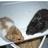 hampet_petshop's profile image