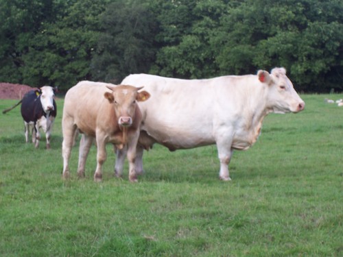 Family-run farm with camping and PYO strawberry fields (June-Aug). More information at http://t.co/DsWiDvEc