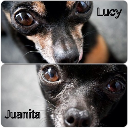 We are Lucy & Juanita - two chihuahuas who have a lot to say! You can call us Goose & Juannie, or J-bird & G-money; just don't call us rats! :P