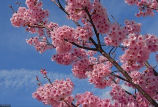 自由を愛し、家族、友人、読書、旅行、珈琲、京都が大好きな自由人です。I love freedom, my family, friends, reading, travel, coffee and Kyoto.