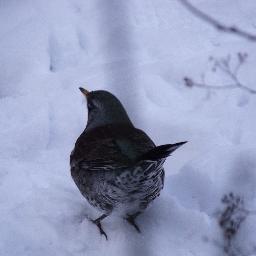 Keen birding enthusiast with a thirst for learning more.  Love wetlands, waders and waxwings but still not seen any!