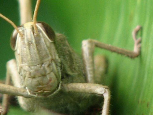 carlagerfil's profile picture. 