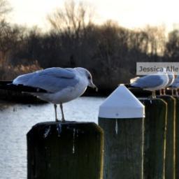 Specializes in capturing the beauty of the East End of Long Island. Other original prints available.