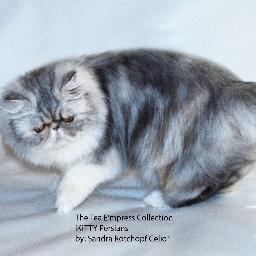 iKittyCattery's profile picture. The BEST IN SHOW 
iKITTY Persians 
http://t.co/07FTXpXC