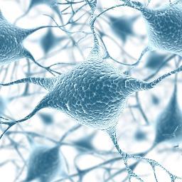 Neuropsicología Universidad del Norte. Cuarto Semestre. Departamento de Psicología.