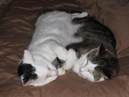 papillion324's profile picture. 