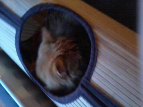 ElvisTheCatMiaw's profile picture. I'm Elvis and I'm 6 years old! My owner is @flo_do_flower