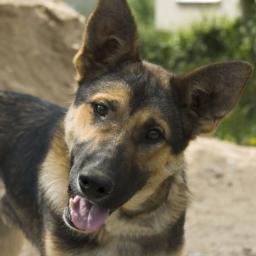 At Ruth's Health Cafe I want to introduce you to natural, healthy ways  and nutrition so you can have the best possible life. And, For Your Pets  Too!