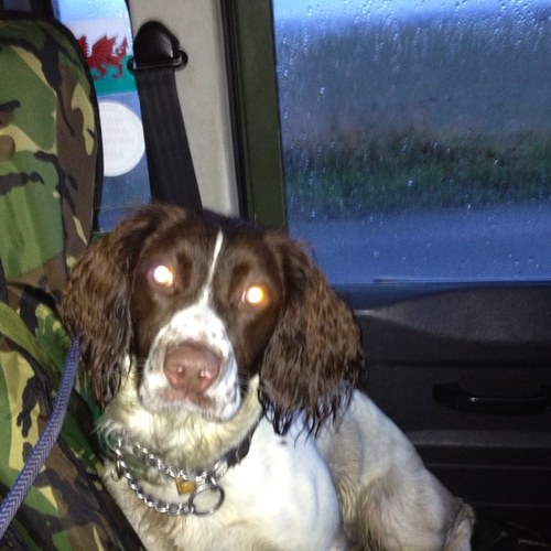 Fishing,shooting,rural life and training my springer and Cocker.Proud of Great British traditions. Proud of military background even prouder of my family.