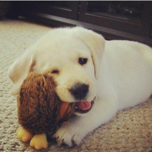 Tweeting dogs since January 21st #woof