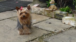 Mommy if three beautifull yorkie babies