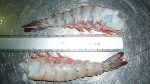 Oceanpacificmex's profile picture. Venta y exportacion de pescados y mariscos de alta calidad. Mayoreo y menudeo. Tienda Deli en Cabo San Lucas.