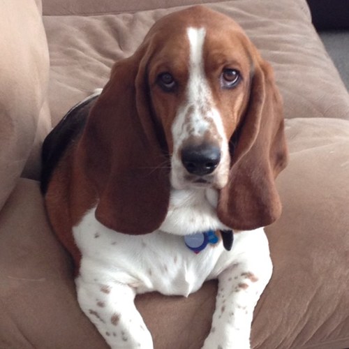 I am a wild and crazy Basset Hound!