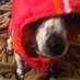 misty te puppeh (@gamerdawg27) Twitter profile photo misty te puppeh (@gamerdawg27) Twitter profile photo
