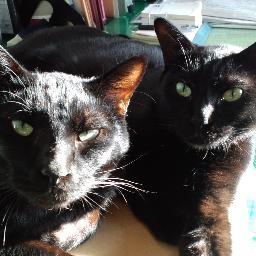 猫の成長記録からヲタ話まで色々つぶやきます。 仕事が始まったら農家ツイート多め。  
農業 /猫/アニメ/steam/hololive（基本箱推しだけどメンバー🚑/

※スパム垢はフォロー・リスト登録したら即報告・ブロックします。