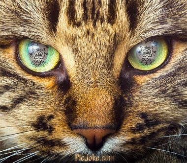 虎猫 Ikurachanbanzai Twitter 虎猫 Ikurachanbanzai Twitter