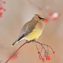 Photographer and conservation scientist in northern Colorado.