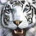 felix gonzalo paez r (@paezelsaya) Twitter profile photo