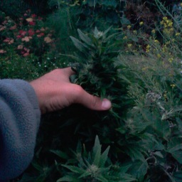 DrGreen_thum's profile picture. WORLD of WEED, CONSULTANT and FREELANCE WRITER