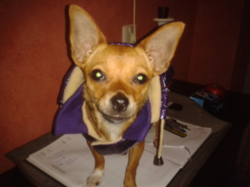 Het Nummer #1 honden account! Herkenbare honden tweets over Tess♡ OpNaarMeerVolgersDanIvan ♣ Follow @LittleeDiamondx