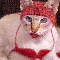 Stacy (@kittehgrabsback) 's Twitter Profile