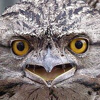 OzGovLocalClrs (@ozgovlocalclrs) 's Twitter Profile