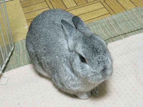 大好きなしっぽの家族たち虹の橋で会おうね💕 野球は2アウトから！ カープは