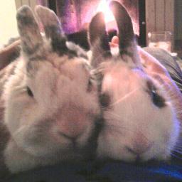 igaitanm's profile picture. Veterinaria